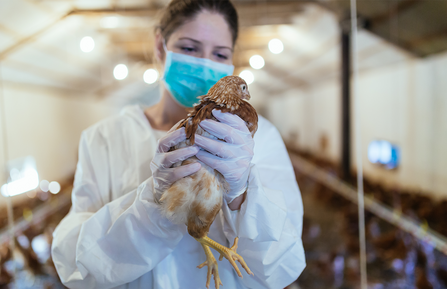 Woman wearing a surgical mask, rubber gloves and a white hazmat jacket holds a chicken