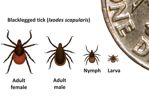 Image of blacklegged tick